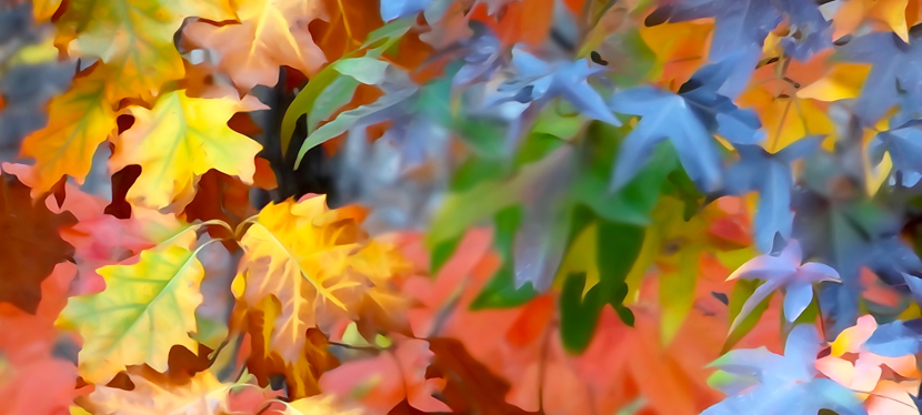 NEWS – Director’s Activities in November in&nbsp;Review